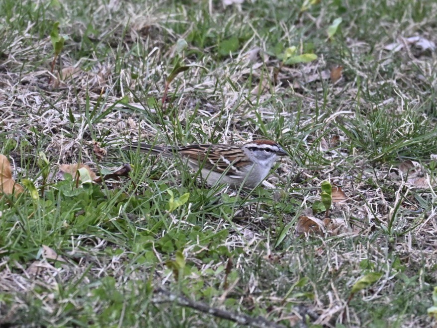 Chipping Sparrow - ML654667692