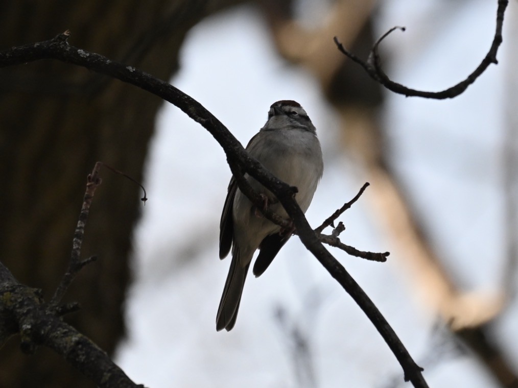 Chipping Sparrow - ML654667693
