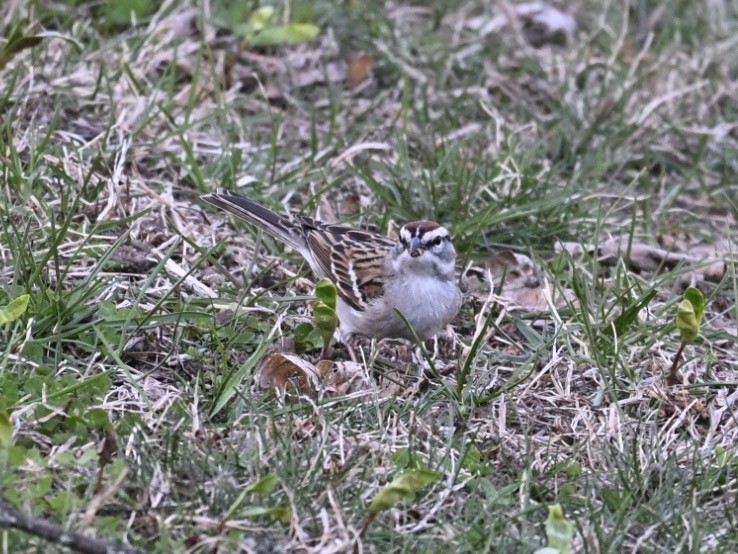 Chipping Sparrow - ML654667694