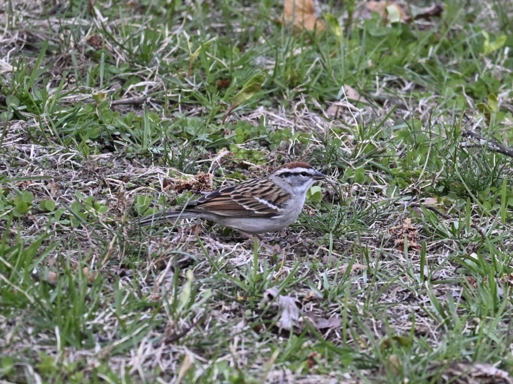 Chipping Sparrow - ML654667695