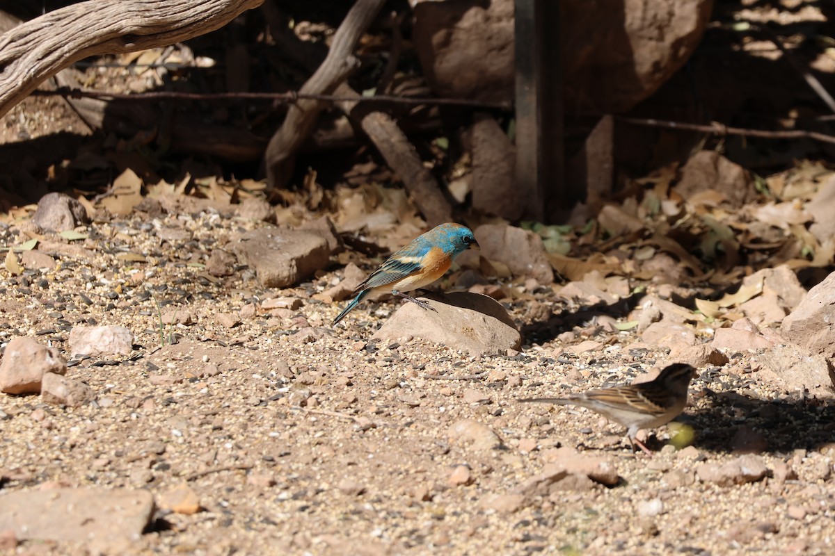 Lazuli Bunting - ML654667697