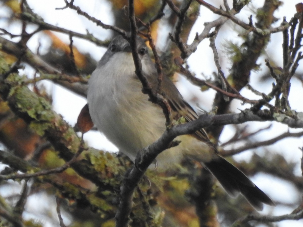 Suiriri Flycatcher - ML654667698
