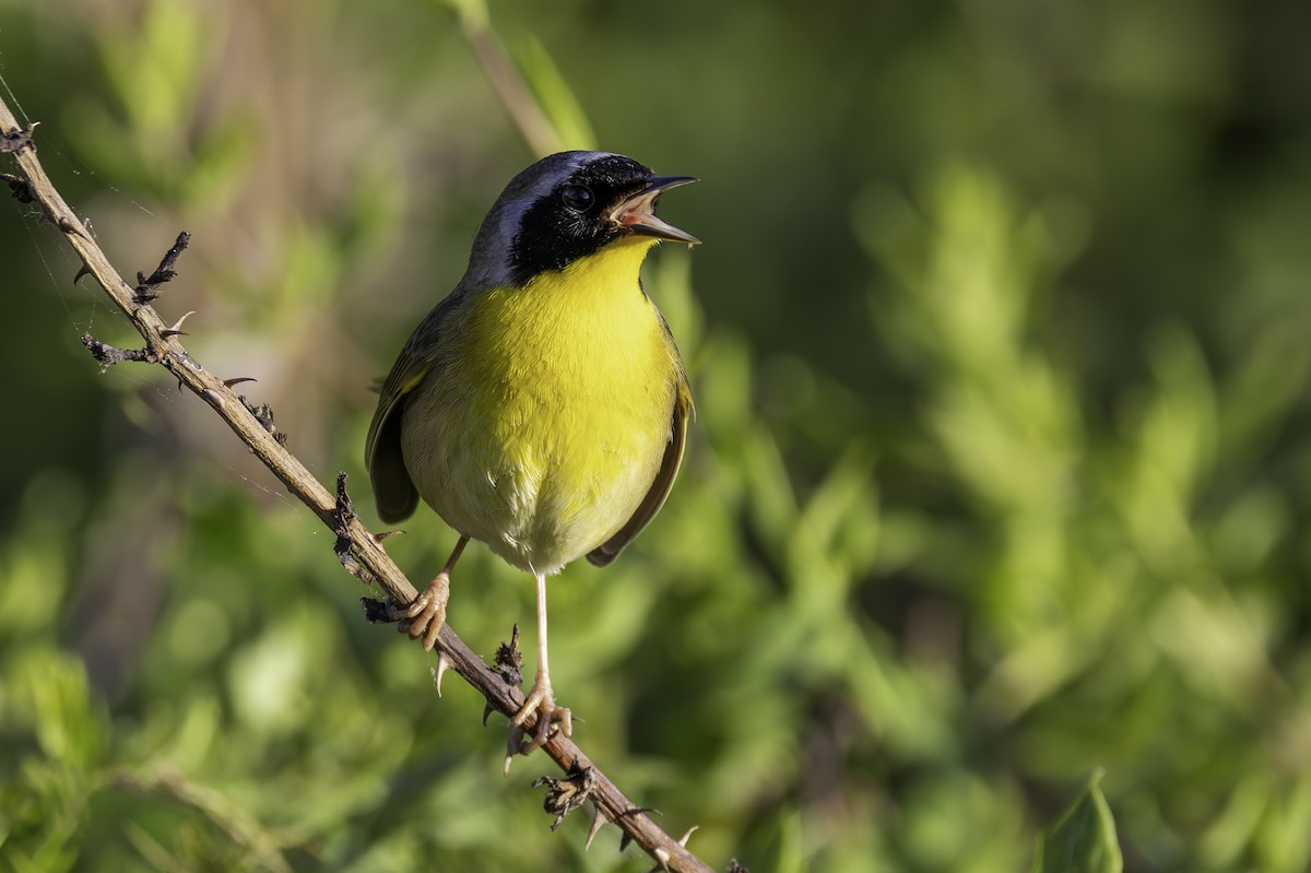 Common Yellowthroat - ML654667699