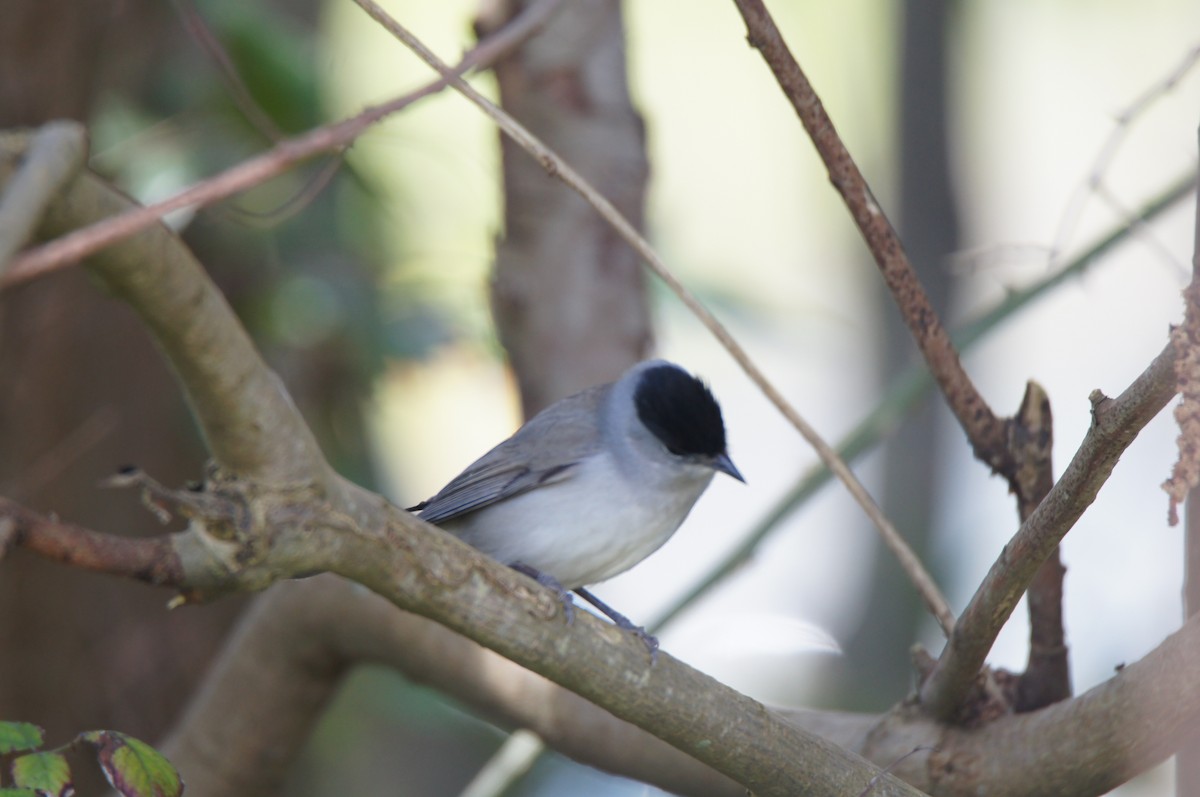 Capinera - ML654667700