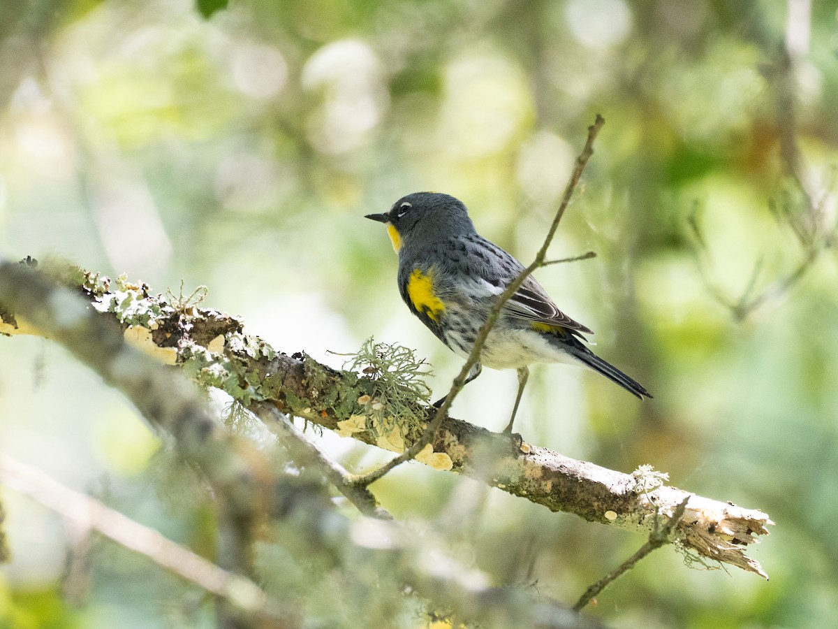 Yellow-rumped Warbler - ML654667702