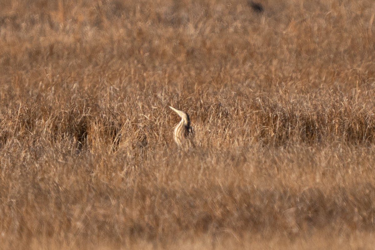 American Bittern - ML654667703