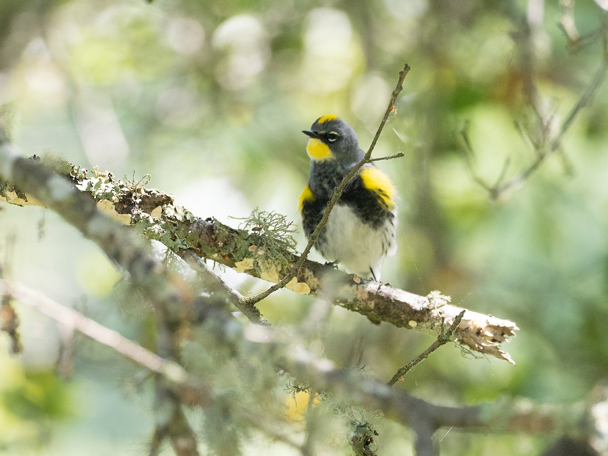 Yellow-rumped Warbler - ML654667704