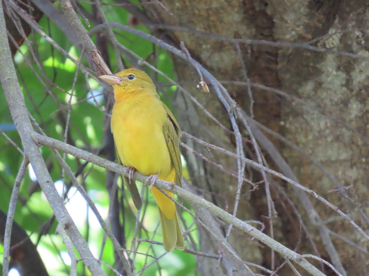 Summer Tanager - ML654667705
