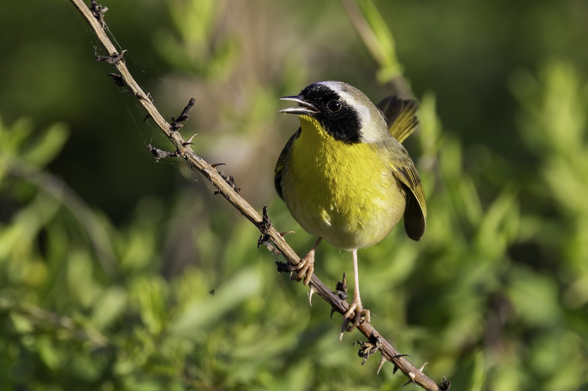 Common Yellowthroat - ML654667706