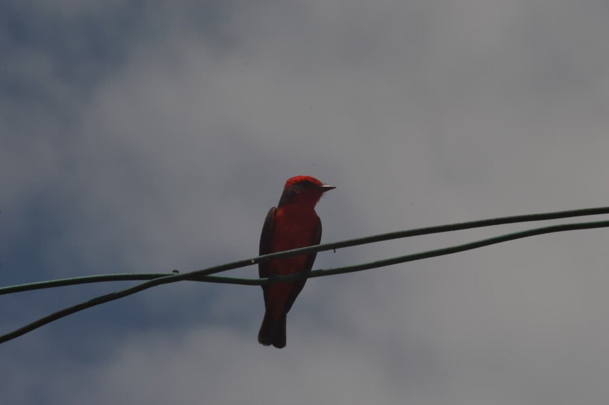 Vermilion Flycatcher - ML654667707