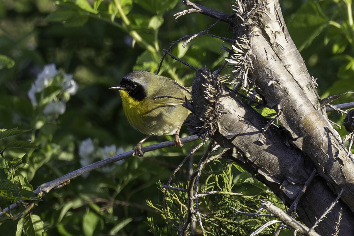 Common Yellowthroat - ML654667708