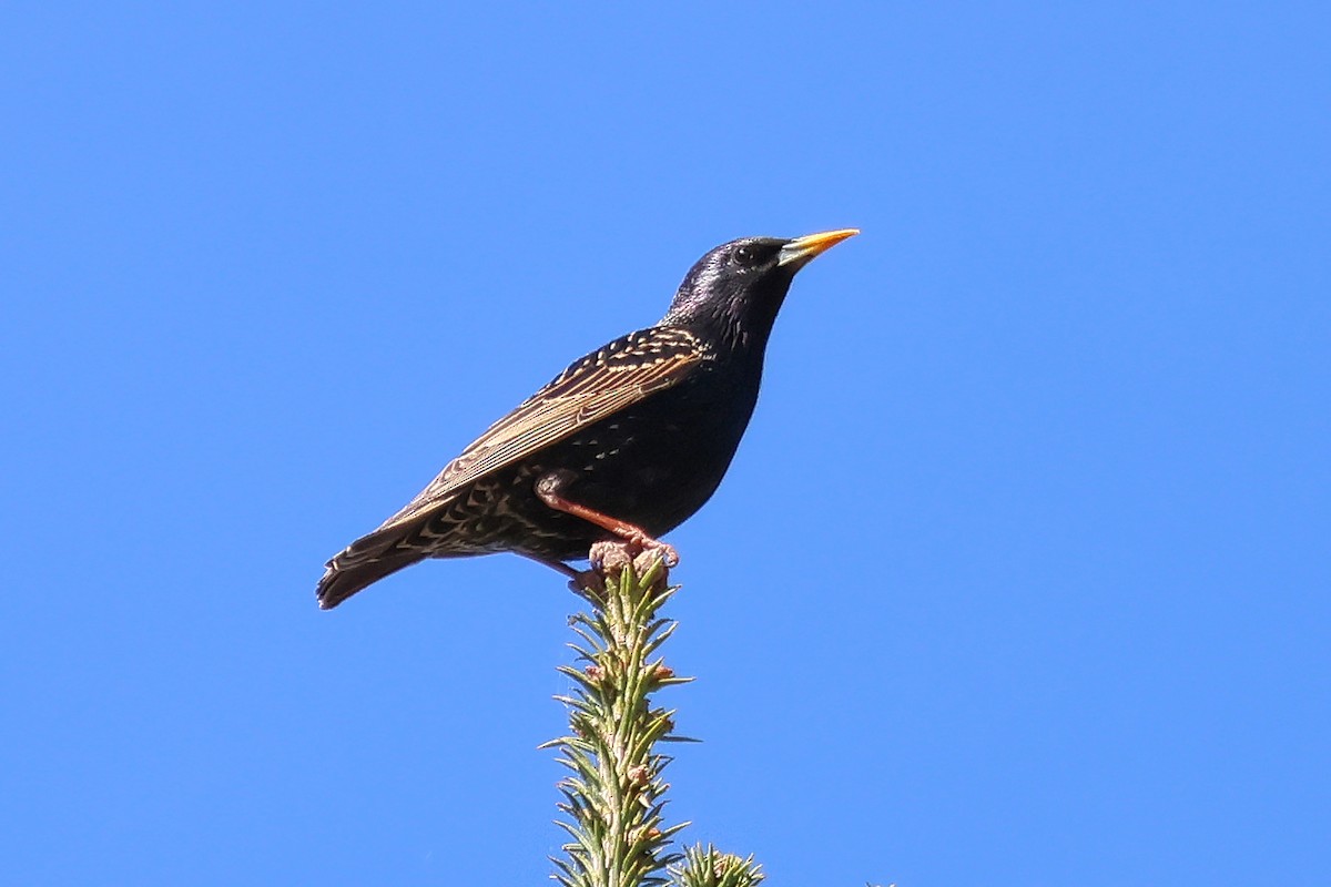 Storno - ML654667709