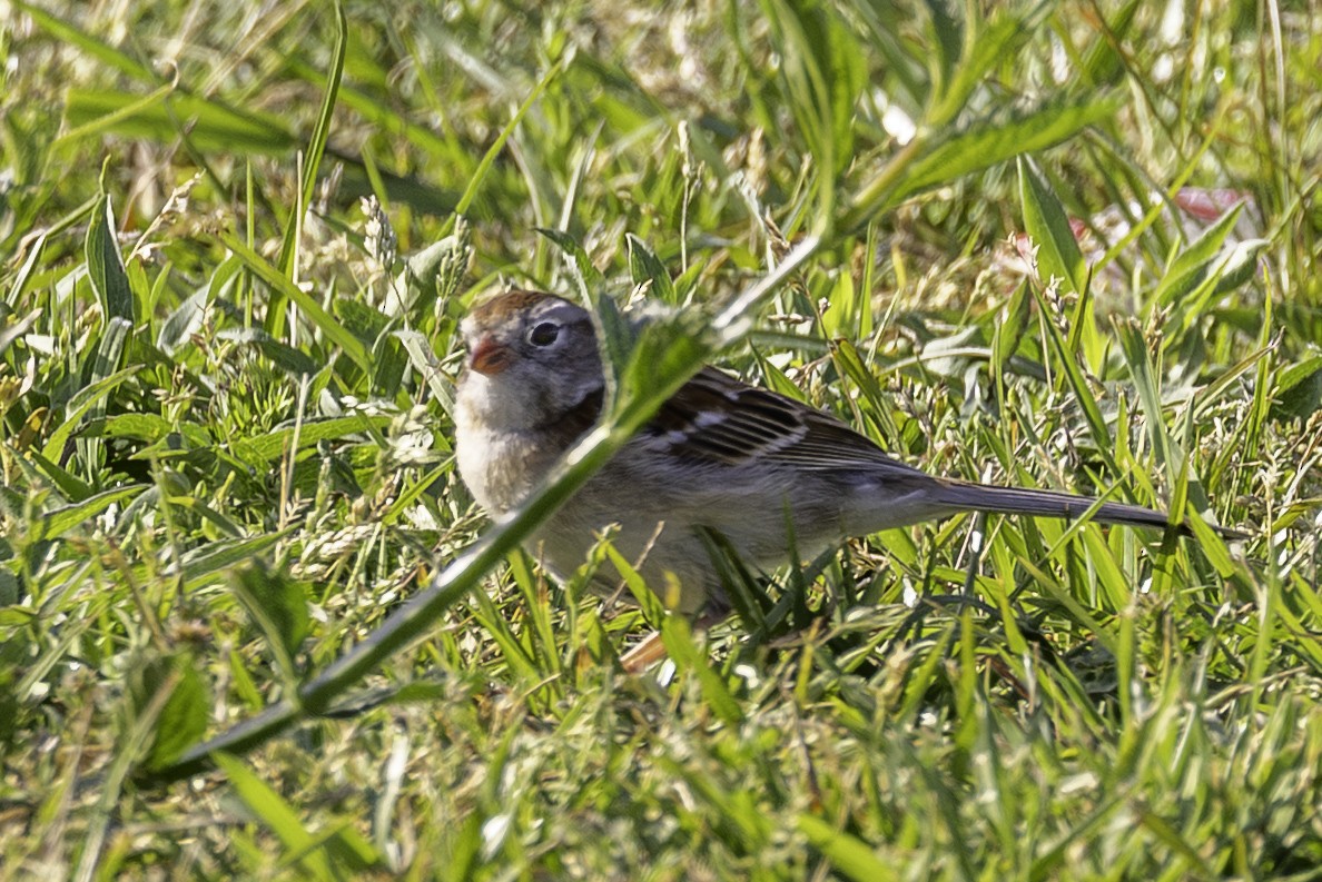 Field Sparrow - ML654667710
