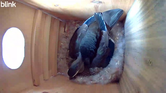 Anatra sposa - ML654667712