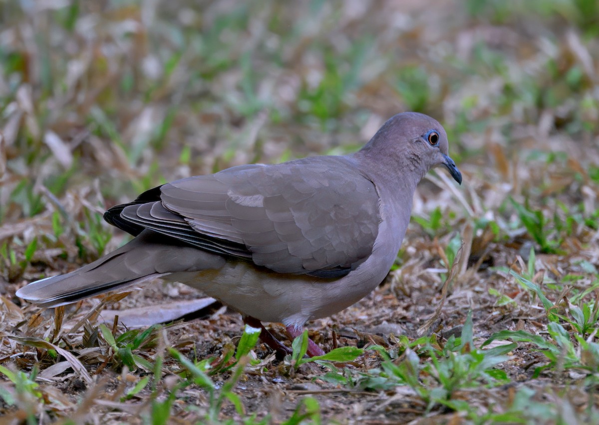 White-tipped Dove - ML654667713