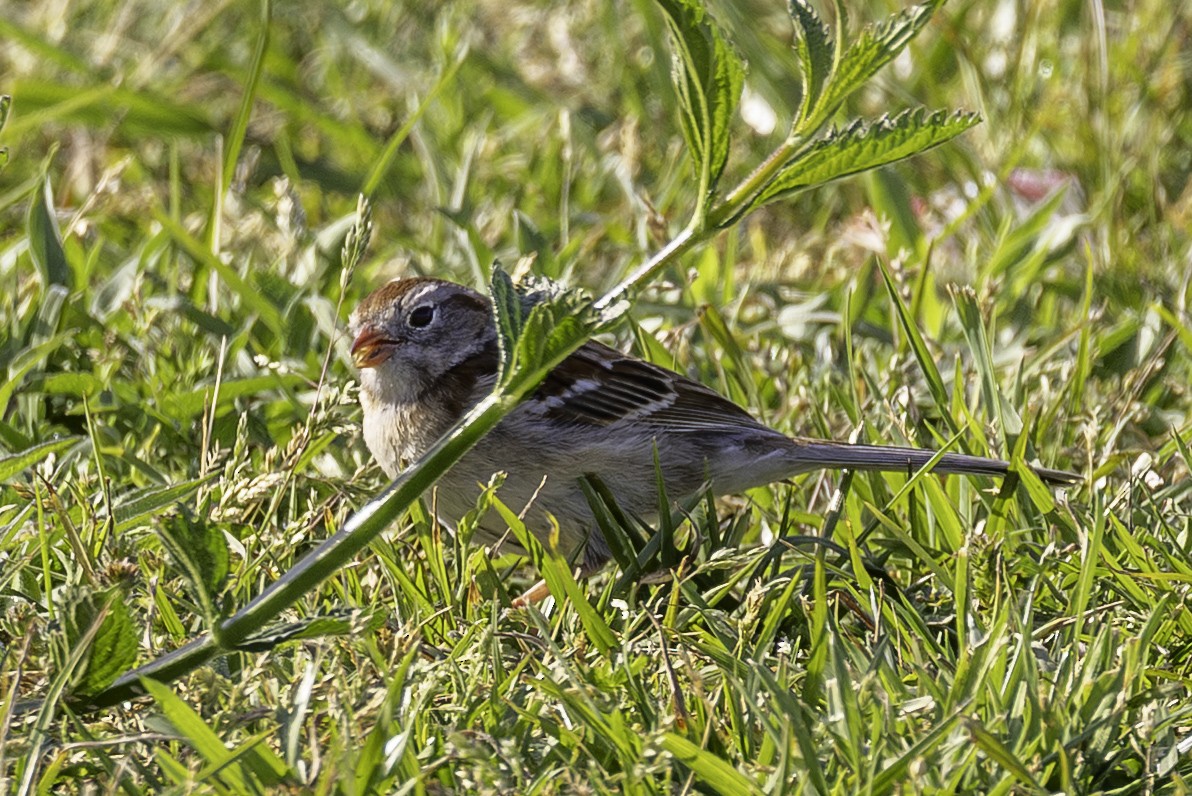 Field Sparrow - ML654667714