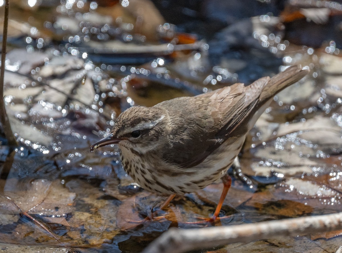 Louisiana Waterthrush - ML654667715