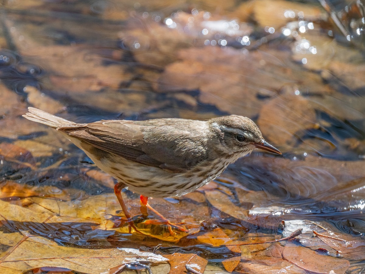 Louisiana Waterthrush - ML654667717