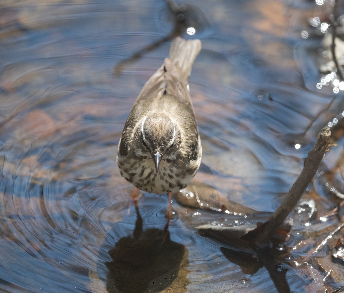 Louisiana Waterthrush - ML654667718