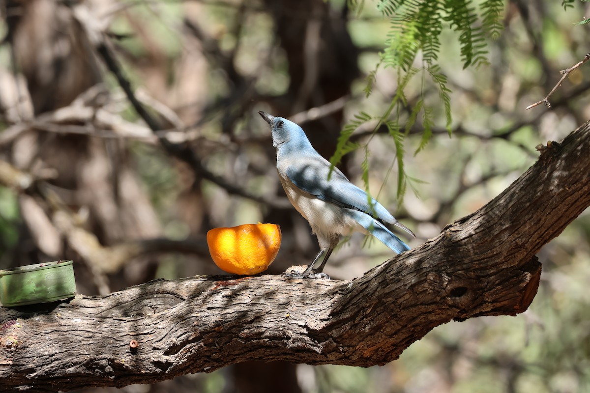 Mexican Jay - ML654667719