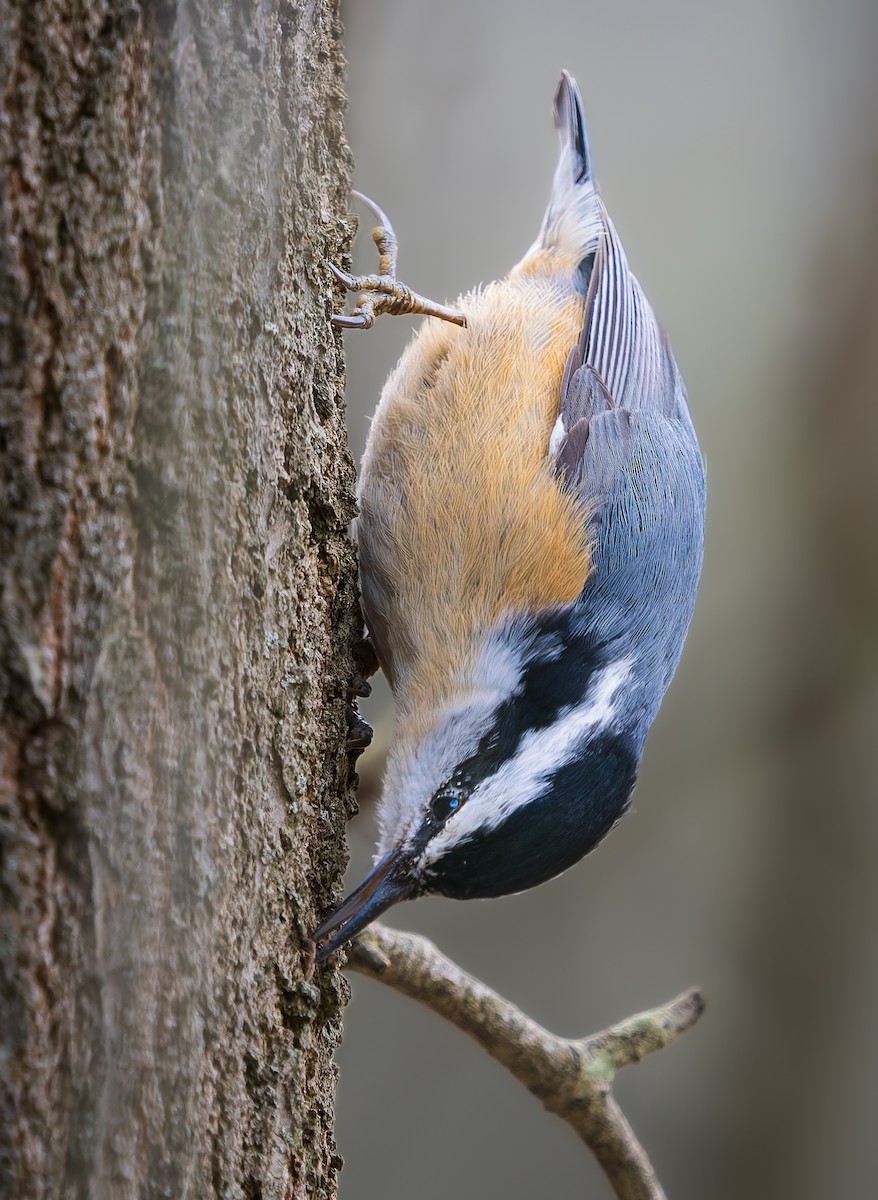 Red-breasted Nuthatch - ML654667722
