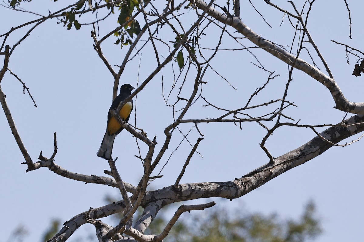 Citreoline Trogon - ML654668505