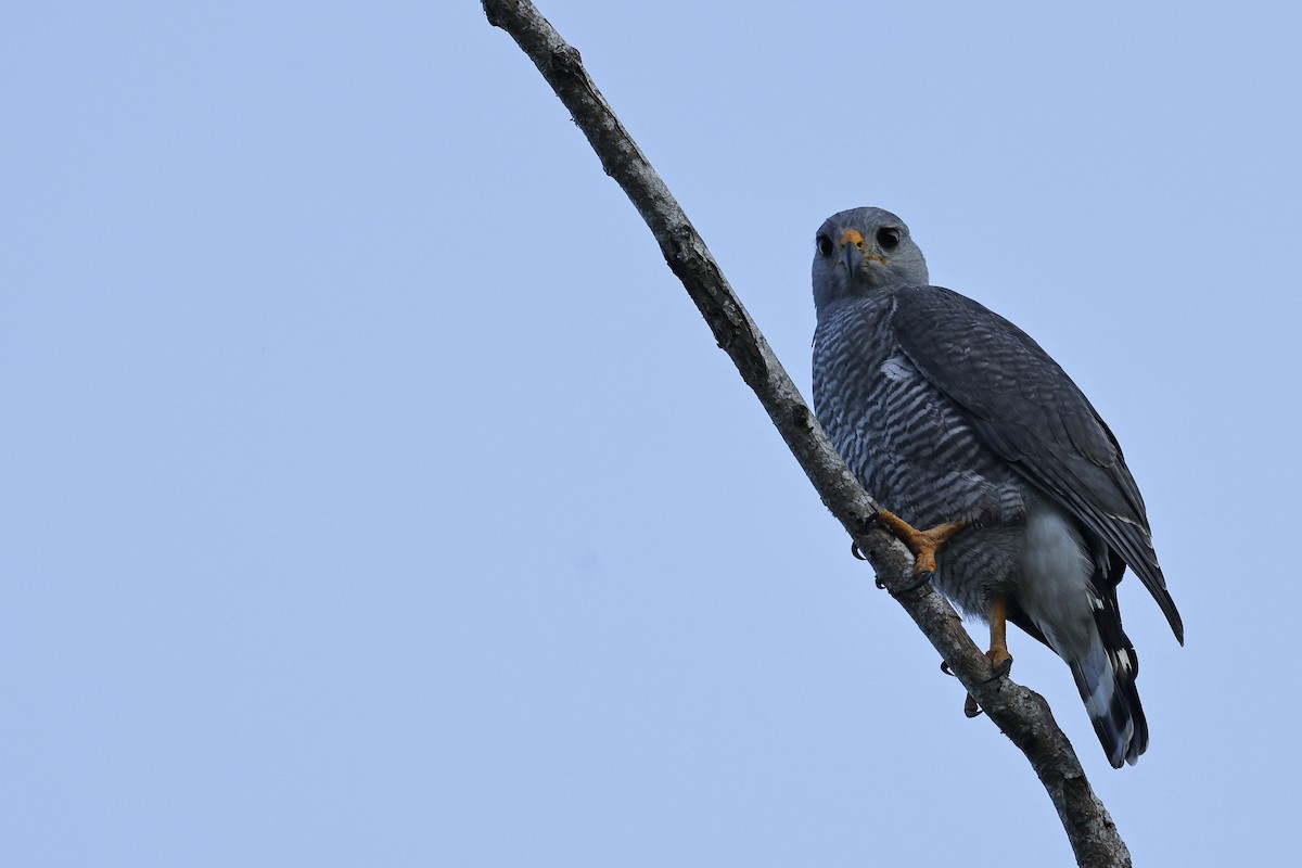 Gray Hawk - ML654668809