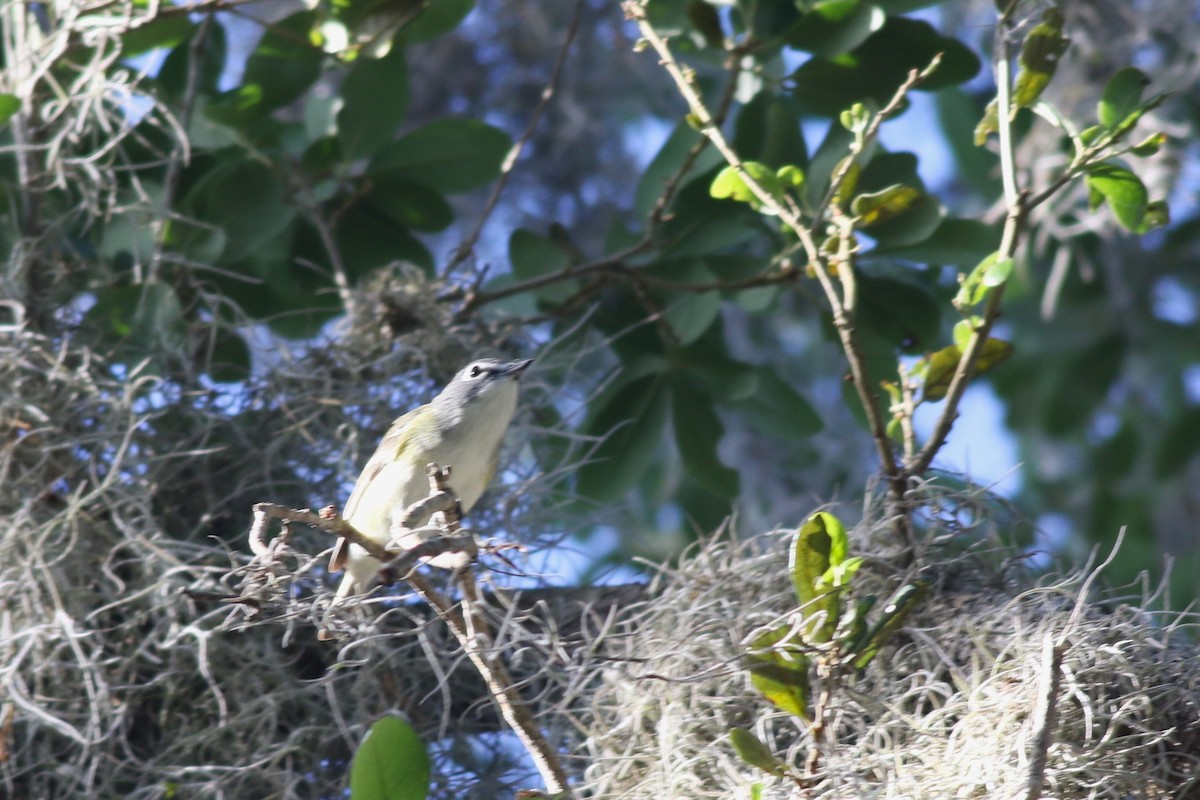 Blue-headed Vireo - ML654669095