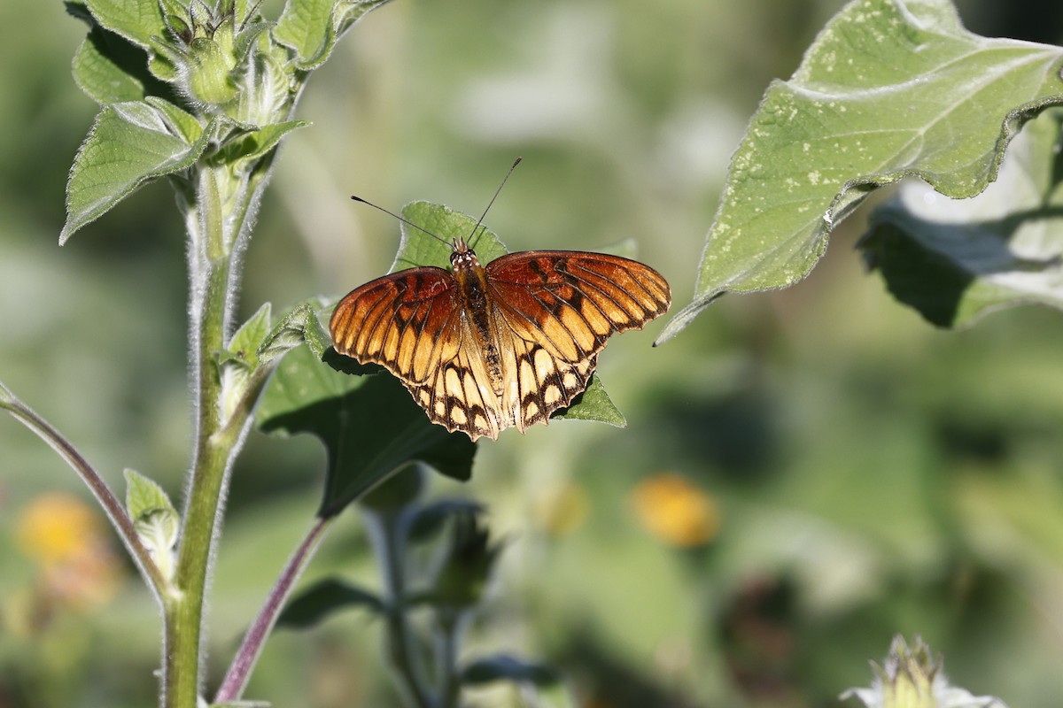 Mexican Silverspot - ML654669096