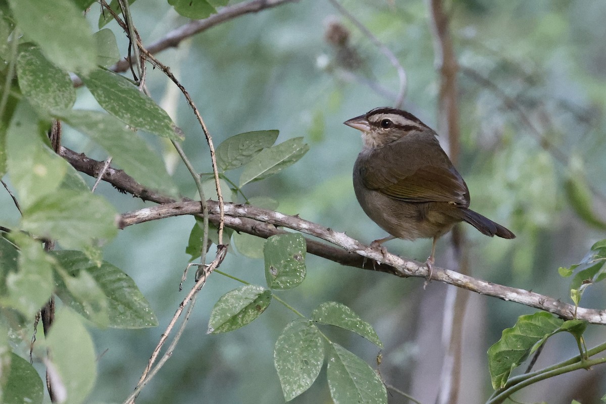 Olive Sparrow (Pacific) - ML654669431