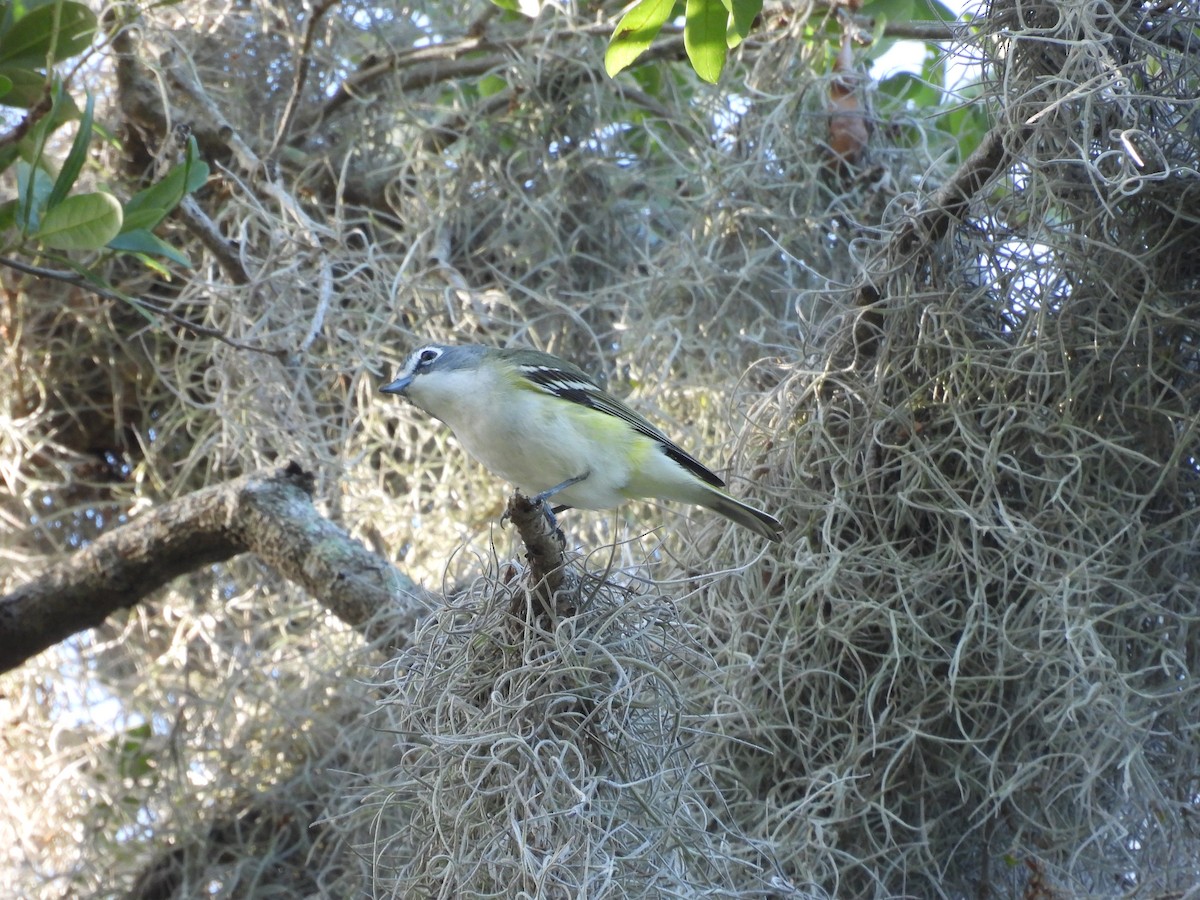 Blue-headed Vireo - ML654669566