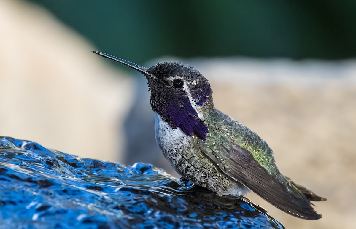 California Bird Atlas Checklist - 10 Apr 2026 - Big Morongo Canyon ...