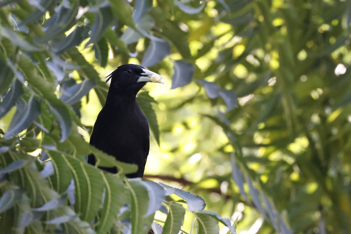 Yellow-winged Cacique - ML654671063