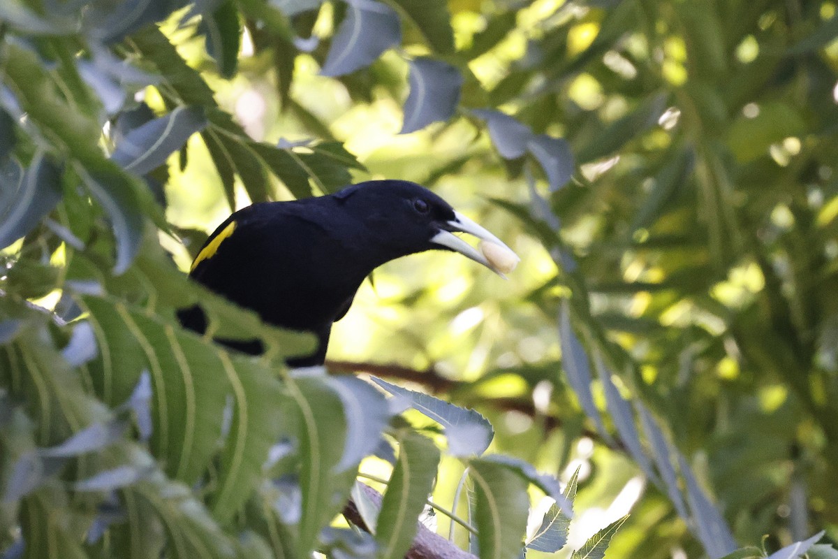 Yellow-winged Cacique - ML654671064