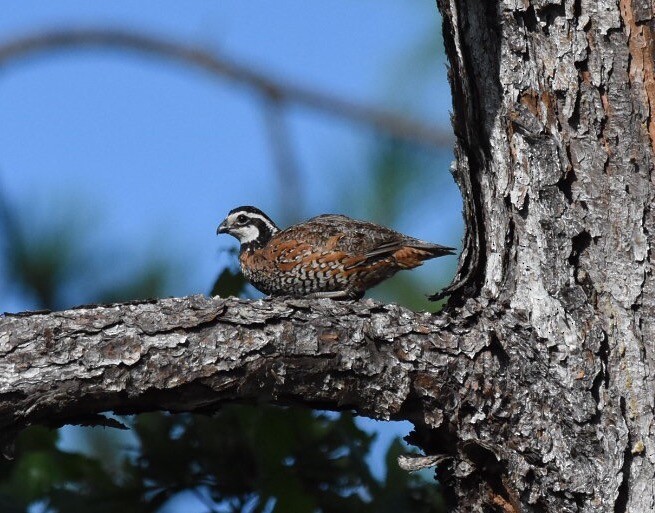 Northern Bobwhite - ML65467161