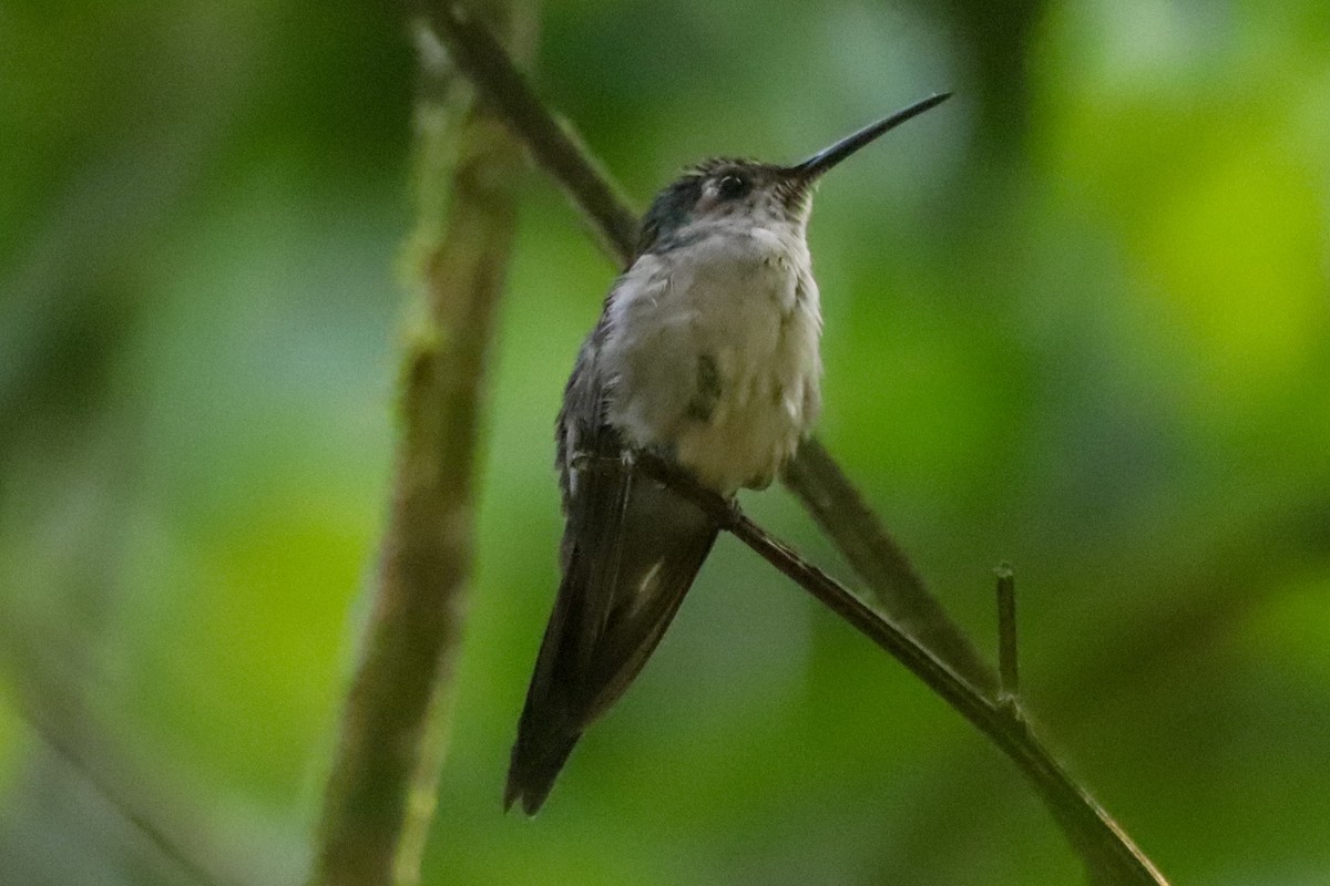 Wedge-tailed Sabrewing - ML654671743