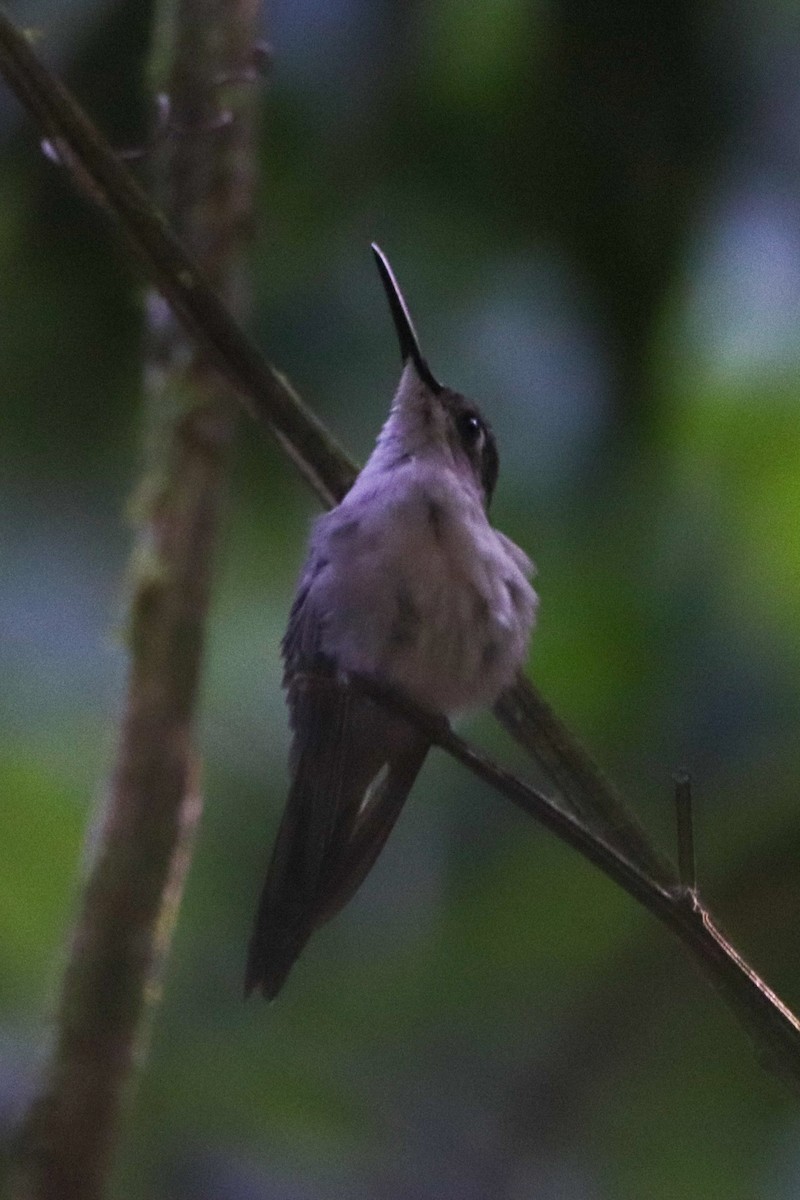 Wedge-tailed Sabrewing - ML654671749