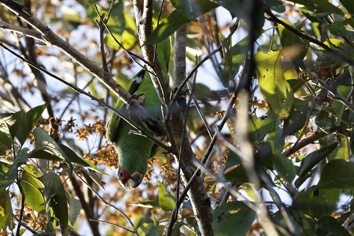 White-fronted Amazon - ML654671981