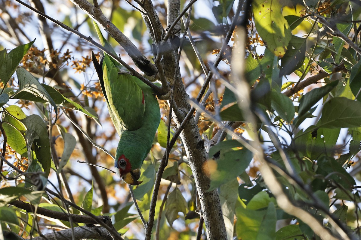 White-fronted Amazon - ML654671983