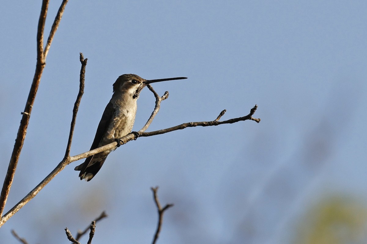 Plain-capped Starthroat - ML654672305