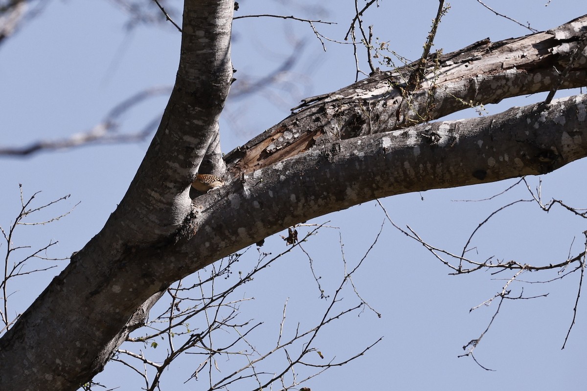 Russet-naped Wren - ML654672325