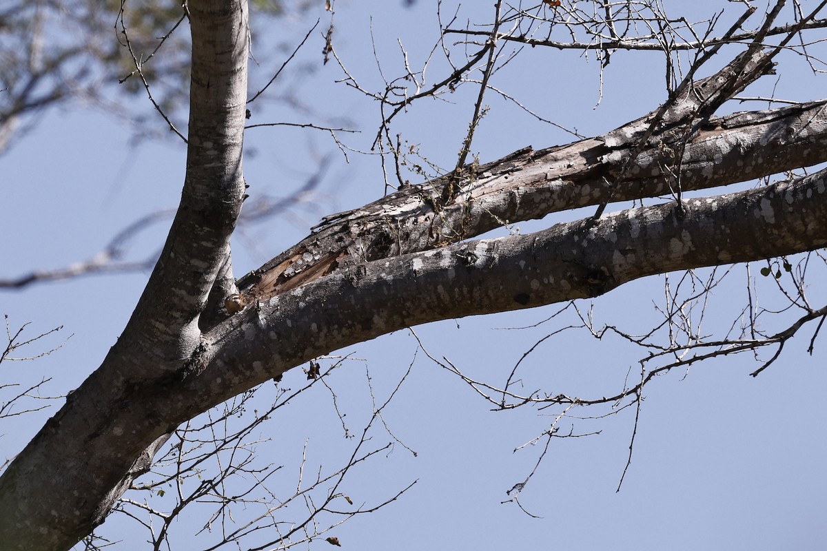 Russet-naped Wren - ML654672326