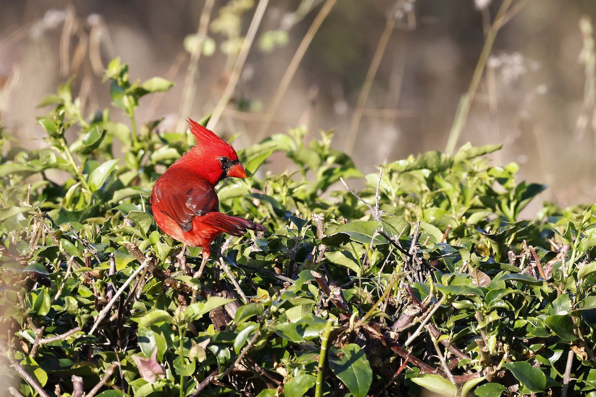 Northern Cardinal (Long-crested) - ML654673000