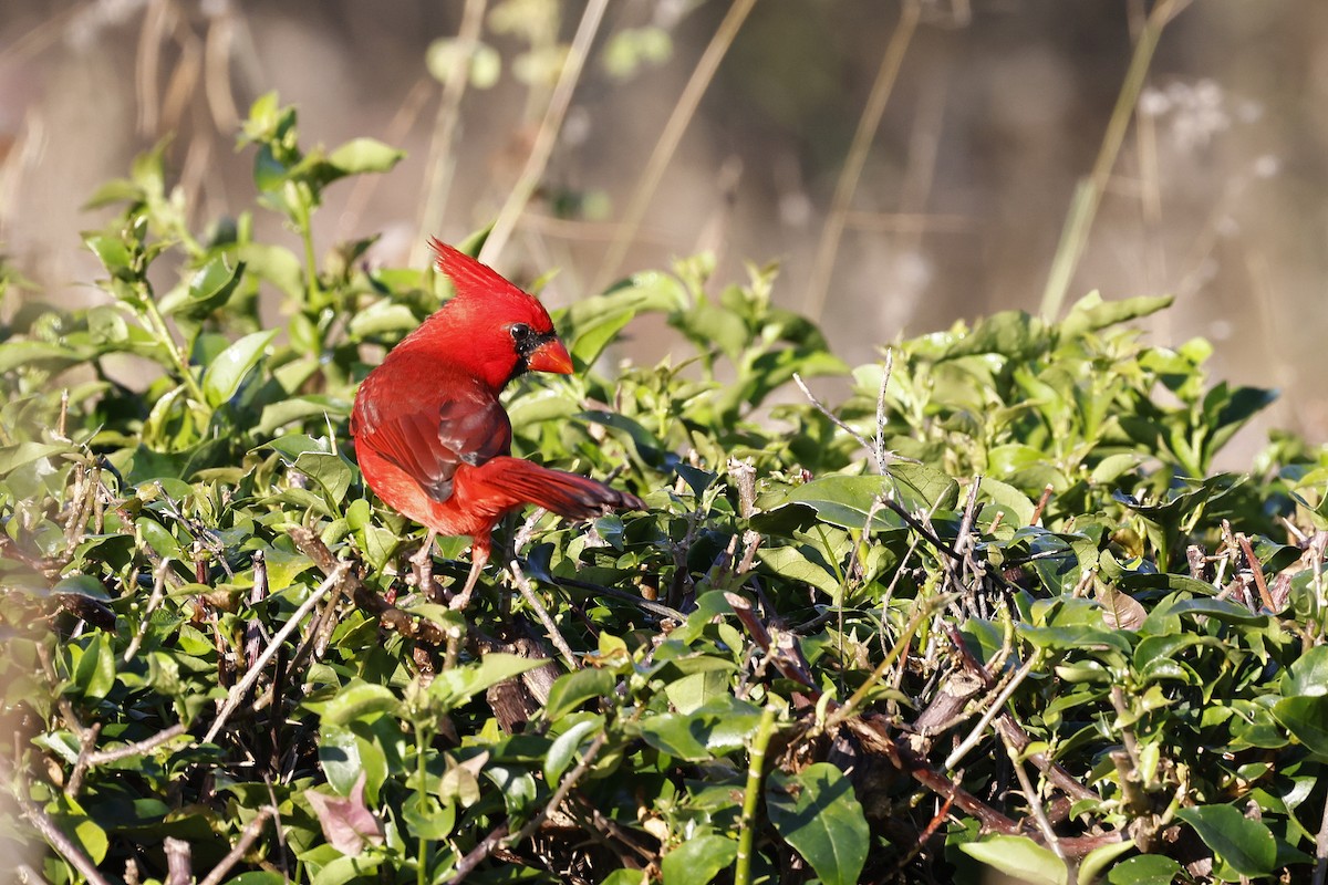 Northern Cardinal (Long-crested) - ML654673001