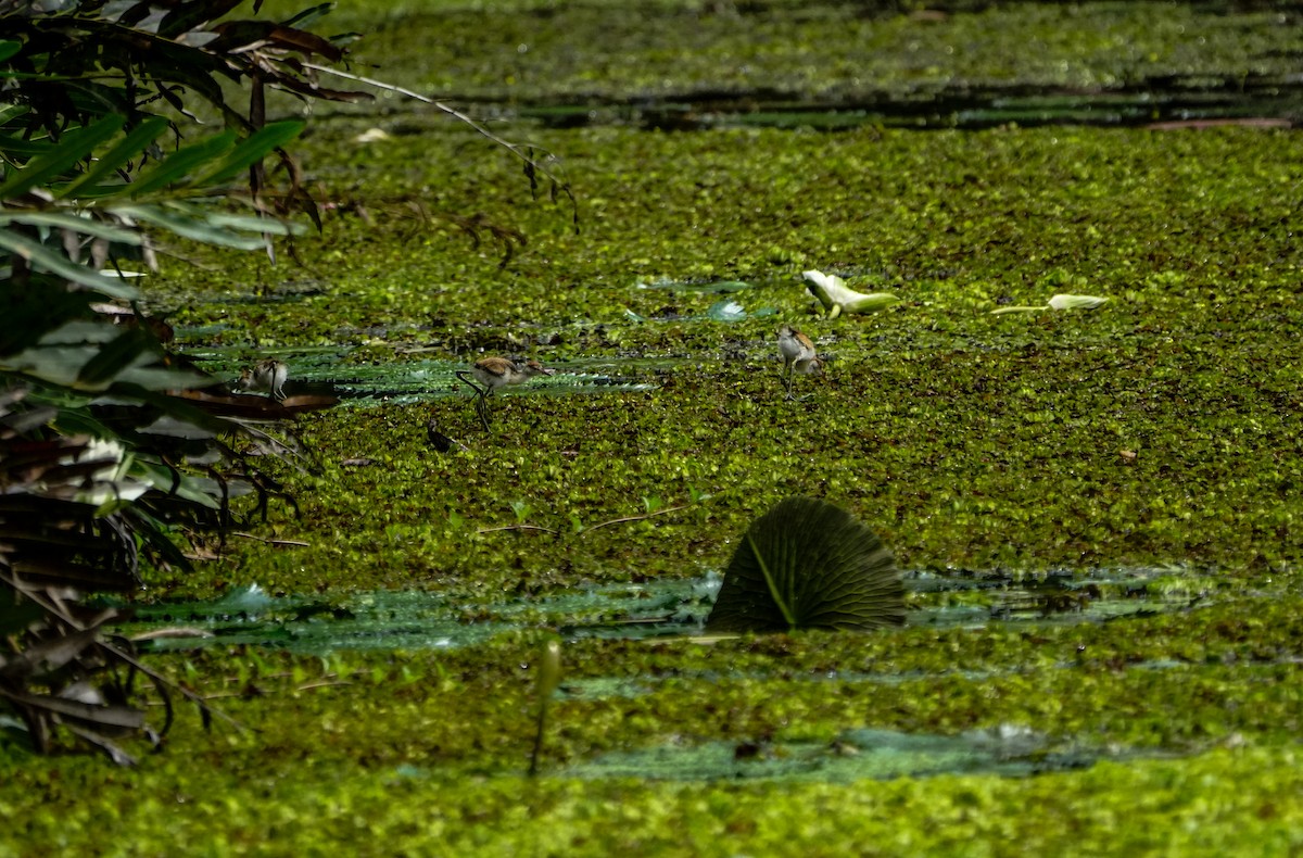 Comb-crested Jacana - ML654673558
