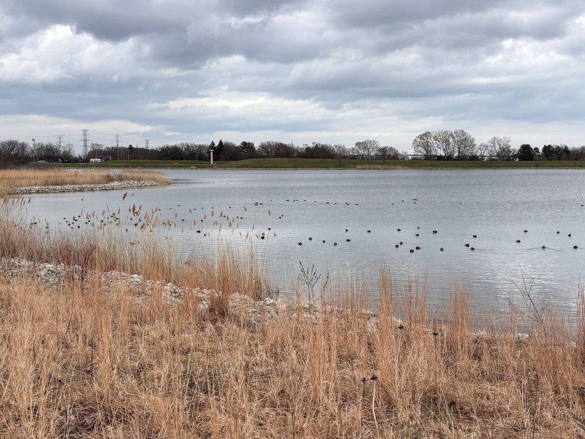 eBird Checklist - 10 Apr 2026 - Prairie Springs Park/Lake Andrea - 35 ...