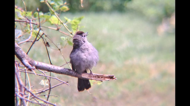 ネコマネドリ - ML654673758