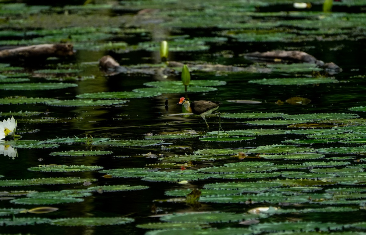 Comb-crested Jacana - ML654673769