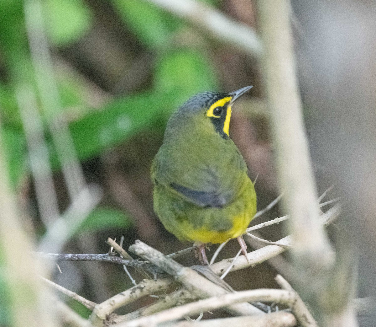 kentuckyparula - ML654673995