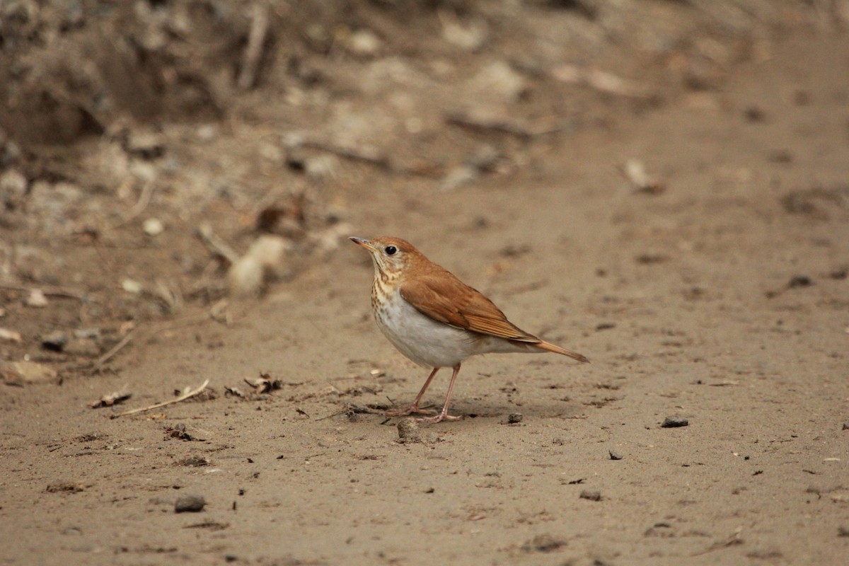 Veery - ML65467461